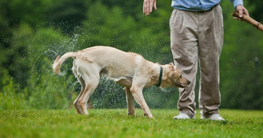 How to Use Shock Collar to Train Dog Properly? Detailed Guide 2021 Pet Dogs Life