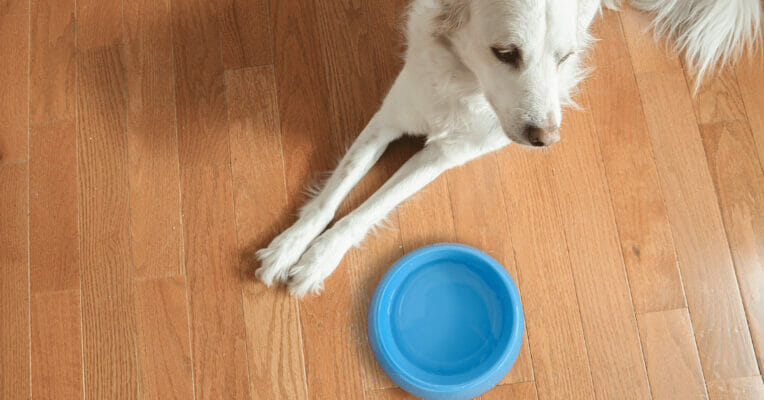 How long can a dog go without food