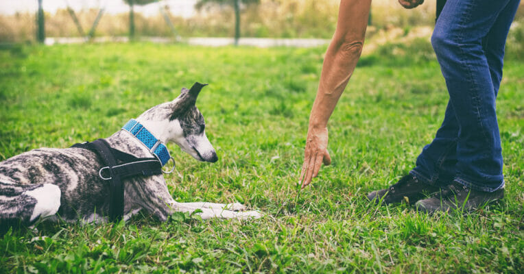 How to use vibration collar to train dog