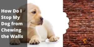 How Do I Stop My Dog from Chewing the Walls: Complete Guide 2022