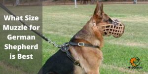 What Size Muzzle for German Shepherd is Best? What to Consider? 2022 Top Guide