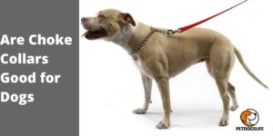 Are Choke Collars Good for Dogs: Uses, Benefits, and Drawbacks – Best Guide in 2022