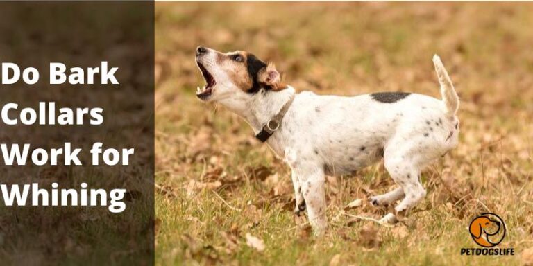 Photo inspiration: Visual Reference: Do Bark Collars Work For Whining How To Use Bark