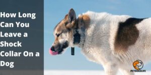 How Long Can You Leave a Shock Collar On a Dog? Detailed Guidance 2022
