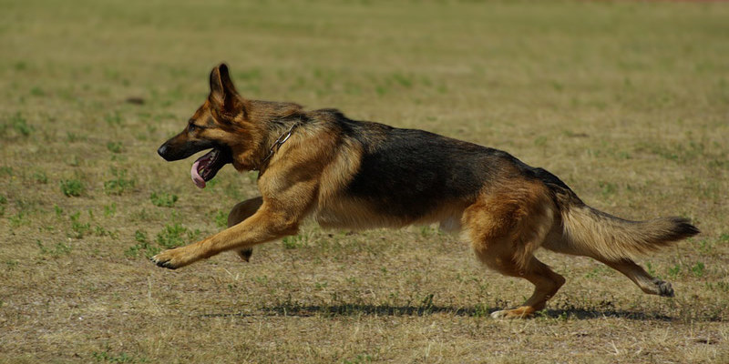 How Long Does German Shepherd Take to Reach Top Running Speed