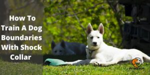 How to Train a Dog Boundaries with Shock Collar – Step by Step Guide