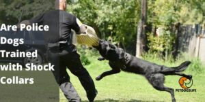 Are Police Dogs Trained with Shock Collars (Reason ) – PetDogsLife