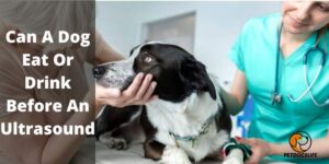 Can A Dog Eat Or Drink Before An Ultrasound (Informative Guide) – PetDogsLife