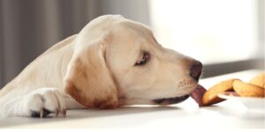 Can Dogs Eat Maria Cookies (Benefits And Risks) – PetDogsLife