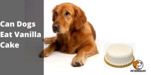 Can Dogs Eat Vanilla Cake? Best Guide for Dogs Lover