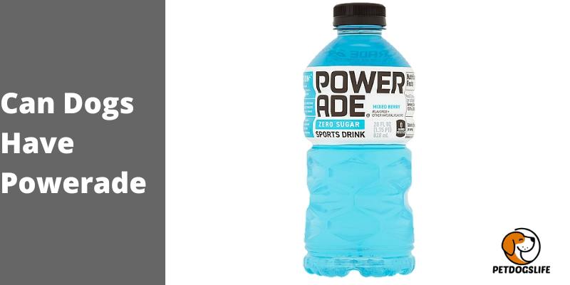 Can Dogs Have Powerade