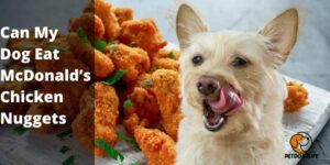 Can My Dog Eat McDonald’s Chicken Nuggets (Best Guide) – PetDogsLife
