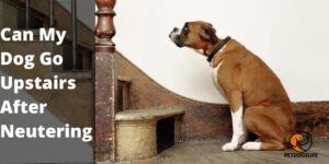 Can My Dog Go Upstairs After Neutering – PetDogsLife