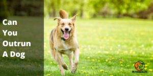 Can You Outrun A Dog (Complete Guide) – PetDogsLife