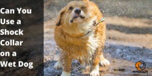 Can You Use a Shock Collar on a Wet Dog (Best Guide) – PetDogsLife