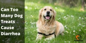 Can‌ ‌Too‌ ‌Many‌ ‌Dog‌ ‌Treats‌ ‌Cause‌ ‌Diarrhea‌ – PetDogsLife
