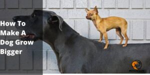 How To Make A Dog Grow Bigger (Complete Guide) – PetDogsLife