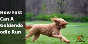 How Fast Can A Goldendoodle Run – PetDogsLife