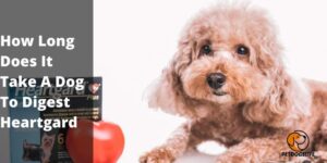 How Long Does It Take A Dog To Digest Heartgard – PetDogsLife