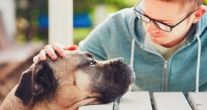 How Many Times Can You Pet a Lesser Dog