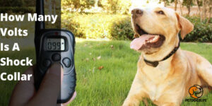 How Many Volts is a Shock Collar (Comprehensive Guide) – PetDogsLife