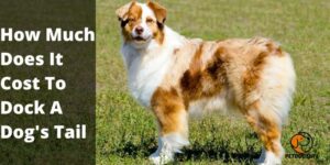 How Much Does It Cost To Dock A Dog’s Tail – PetDogsLife