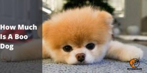 How Much Is A Boo Dog – PetDogsLife