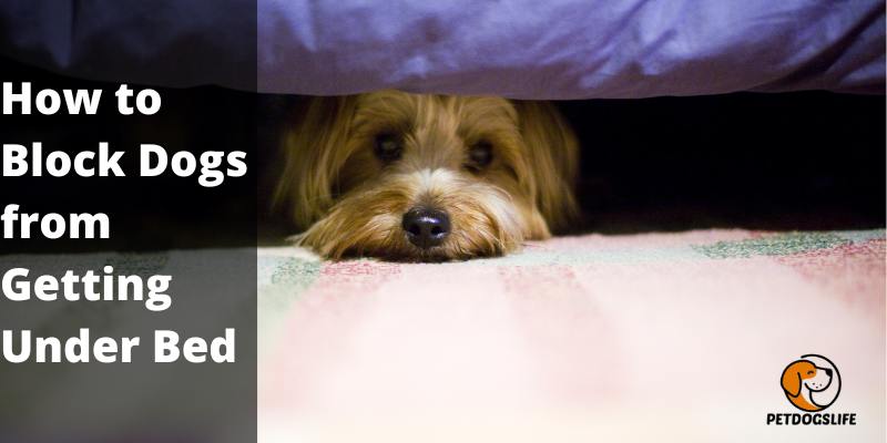 How to Block Dogs from Getting Under Bed