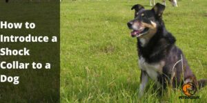 How to Introduce a Shock Collar to a Dog? Best Step by Step Guide