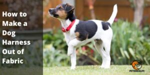 How Long Does It Take to Train a Dog with a Shock Collar (Info Guide) – PetDogsLife