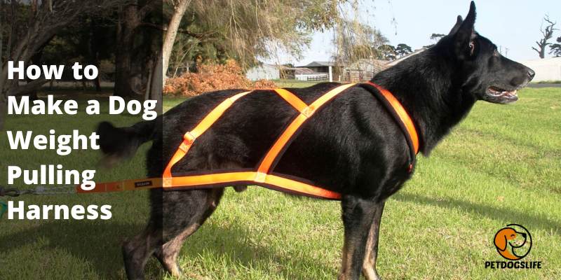 How to Make a Dog Weight Pulling Harness