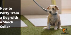 How to Potty Train a Dog with a Shock Collar (Reasons/Mistakes) – PetDogsLife