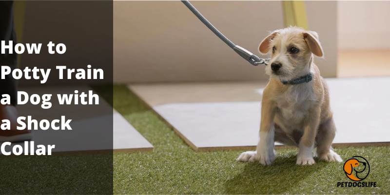 How to Potty Train a Dog with a Shock Collar