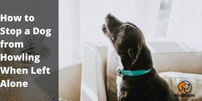 How to Stop a Dog from Howling When Left Alone: Comprehensive Guide ...
