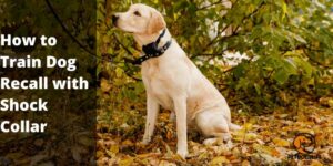How to Train Dog Recall with Shock Collar? 5 Steps 2022 Best Guide