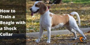 How to Train a Beagle with a Shock Collar? Hunting and Basic Obedience Training 2022