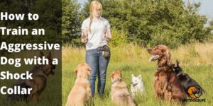 How to Train an Aggressive Dog with a Shock Collar? 2022 Step by Step Guide