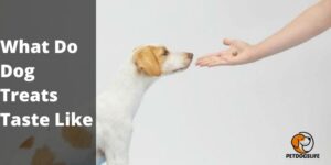 What Do Dog Treats Taste Like – PetDogsLife