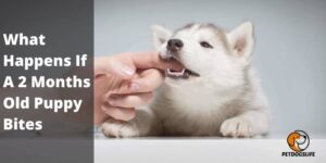 What‌ ‌Happens‌ ‌If‌ ‌A‌ ‌2‌ ‌Months‌ ‌Old‌ ‌Puppy‌ ‌Bites‌ – PetDogsLife