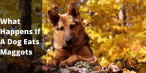What Happens If A Dog Eats Maggots | QuicK Answer by Expert