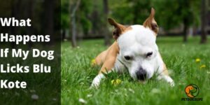 What Happens If My Dog Licks Blu Kote – PetDogsLife