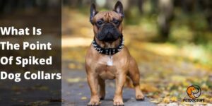 What Is The Point Of Spiked Dog Collars? Comprehensive Guide 2022