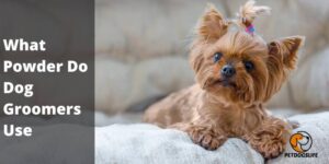 What Powder Do Dog Groomers Use – PetDogsLife