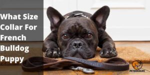 What Size Collar For French Bulldog Puppy? Detailed Guide 2022