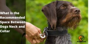 What is the Recommended Space Between Dogs Neck and Collar? Detailed Guide 2022