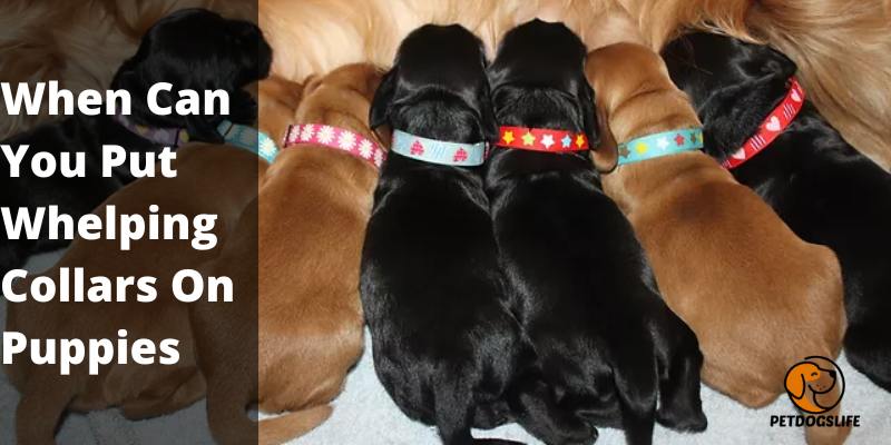 When Can You Put Whelping Collars On Puppies
