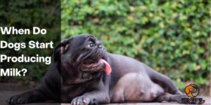 When Do Dogs Start Producing Milk- PetDogsLife