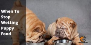 When To Stop Wetting Puppy Food (Complete Guide) – PetDogsLife