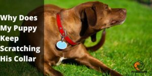Why Does My Puppy Keep Scratching His Collar? Ultimate Guide 2022