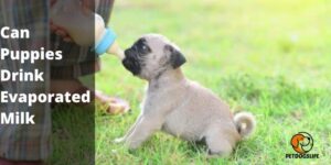 Can‌ ‌Puppies‌ ‌Drink‌ ‌Evaporated‌ ‌Milk (Complete Guide) – PetDogsLife